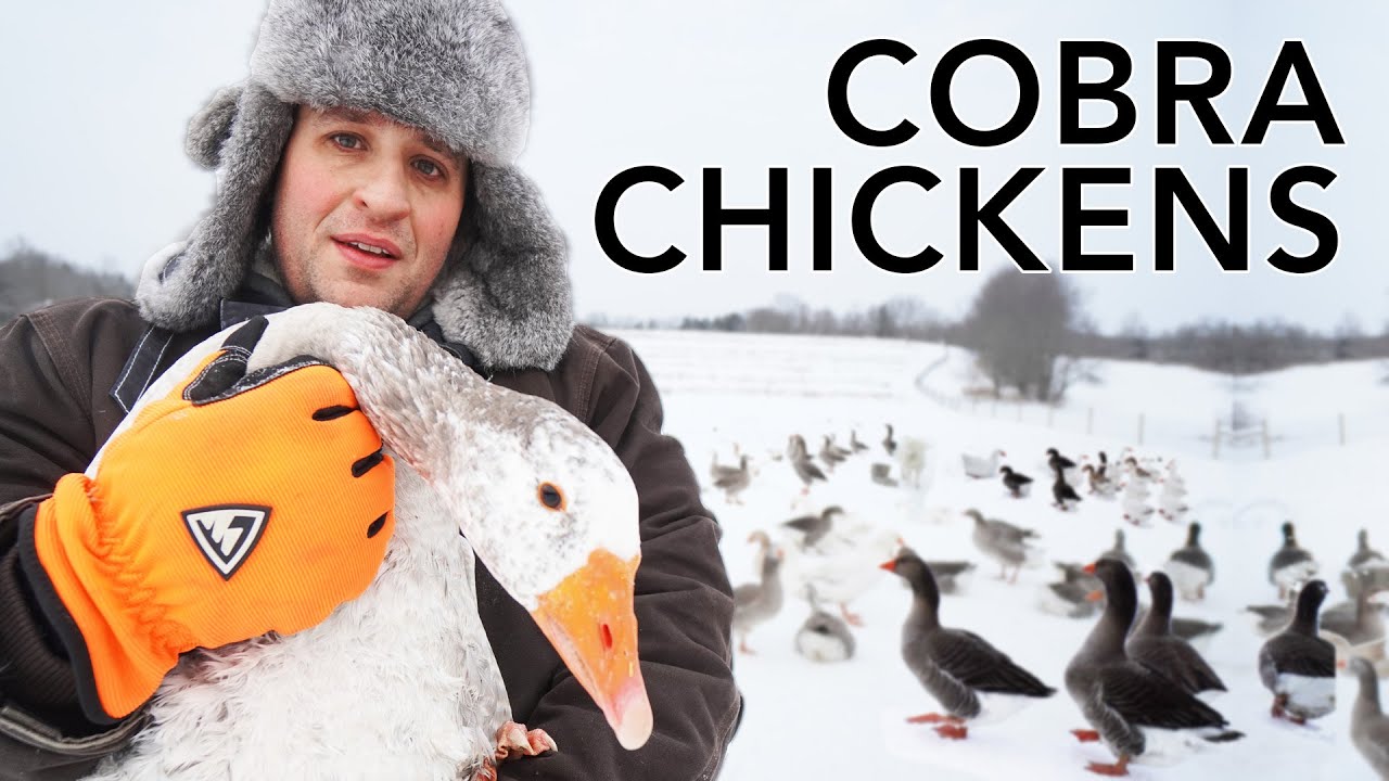 The ultimate comprehensive guide to successfully raising geese
