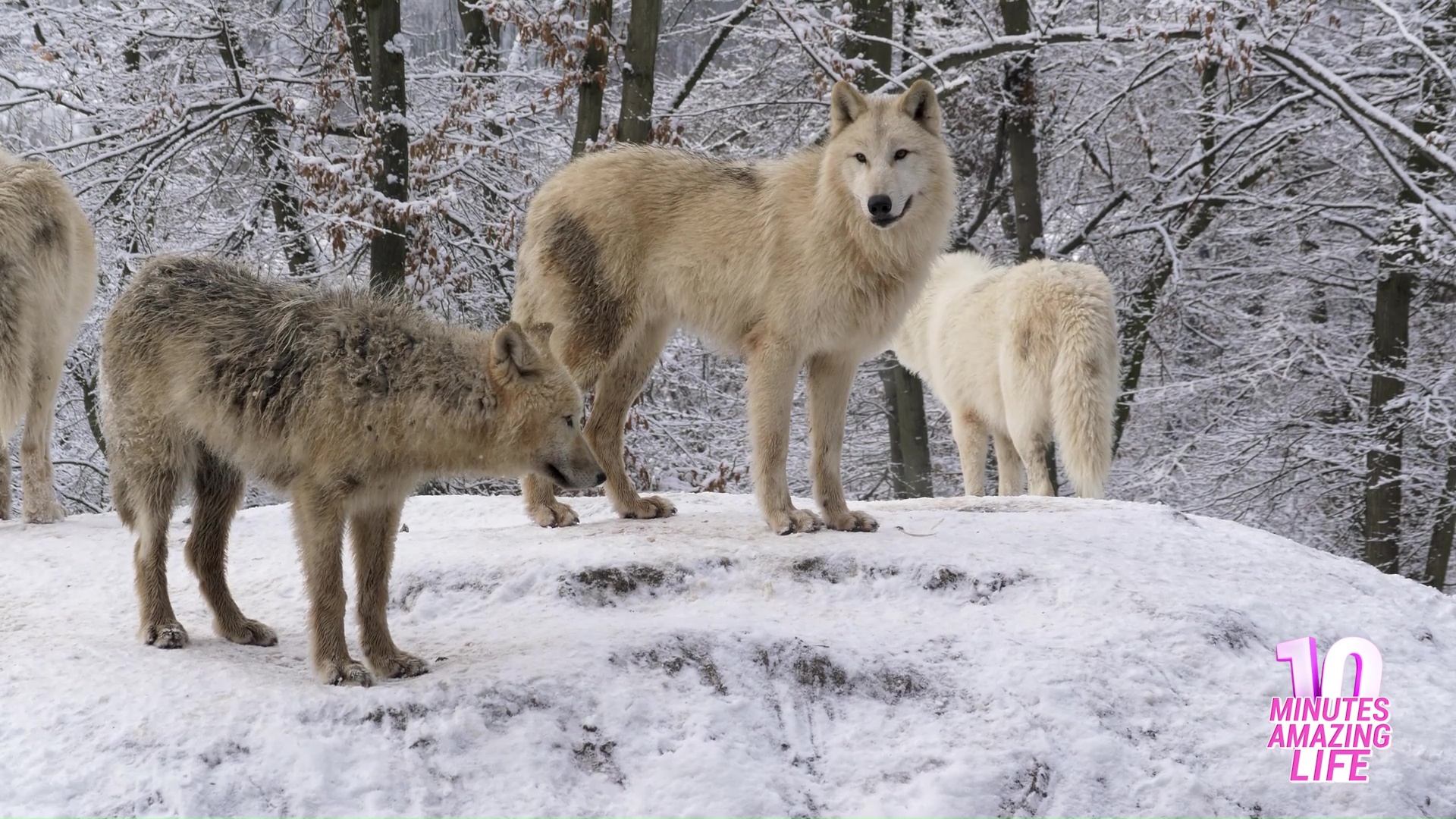 The moment rare Arctic wolves watched their surroundings