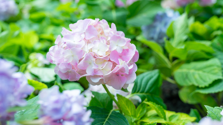 How to get your hydrangeas ready for spring so they bloom beautifully ...