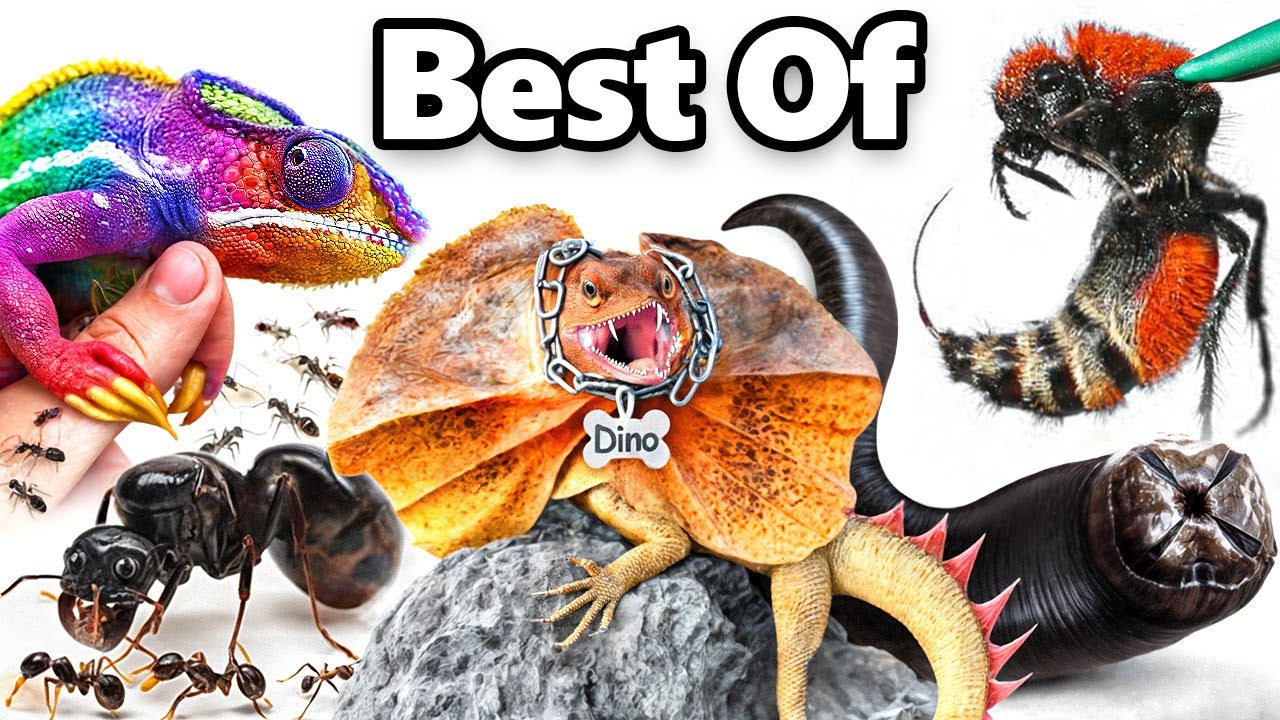 Discover the weirdest pets of the year!
