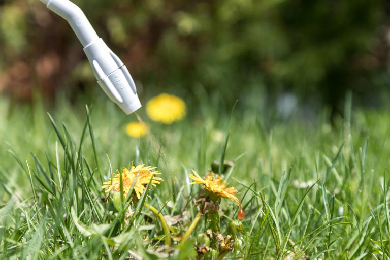 8 easy methods to get rid of weeds in your lawn that actually work
