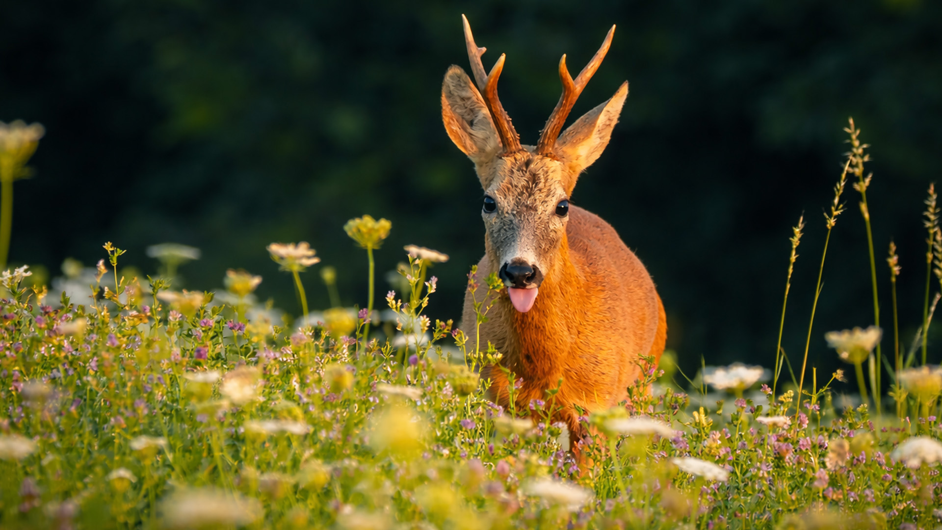 A trail camera recorded a roe deer visiting this flower field