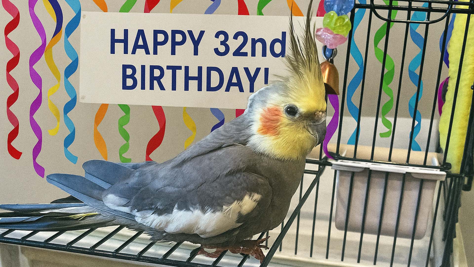 Sonny the cockatiel becomes world's oldest at 33 years old in Illinois