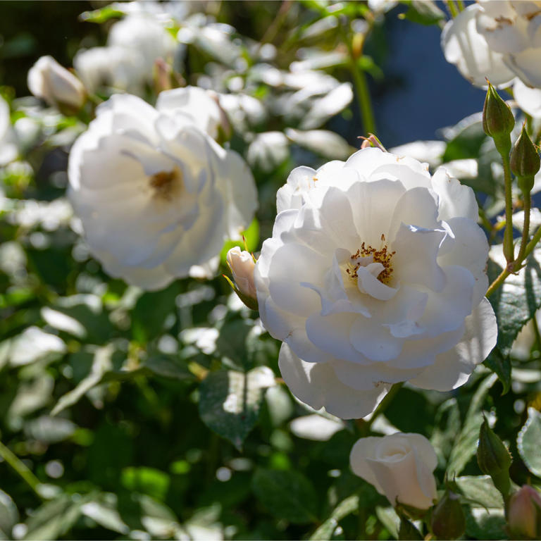 4 of the best white-flowering shrubs to plant now for fluffy, cloud ...