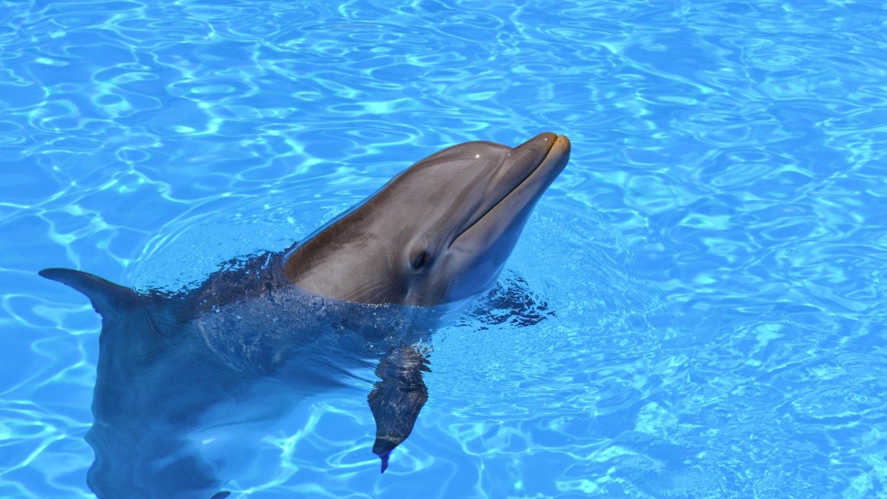 Scientists raise alarm after terrifying discovery inside dolphin brains