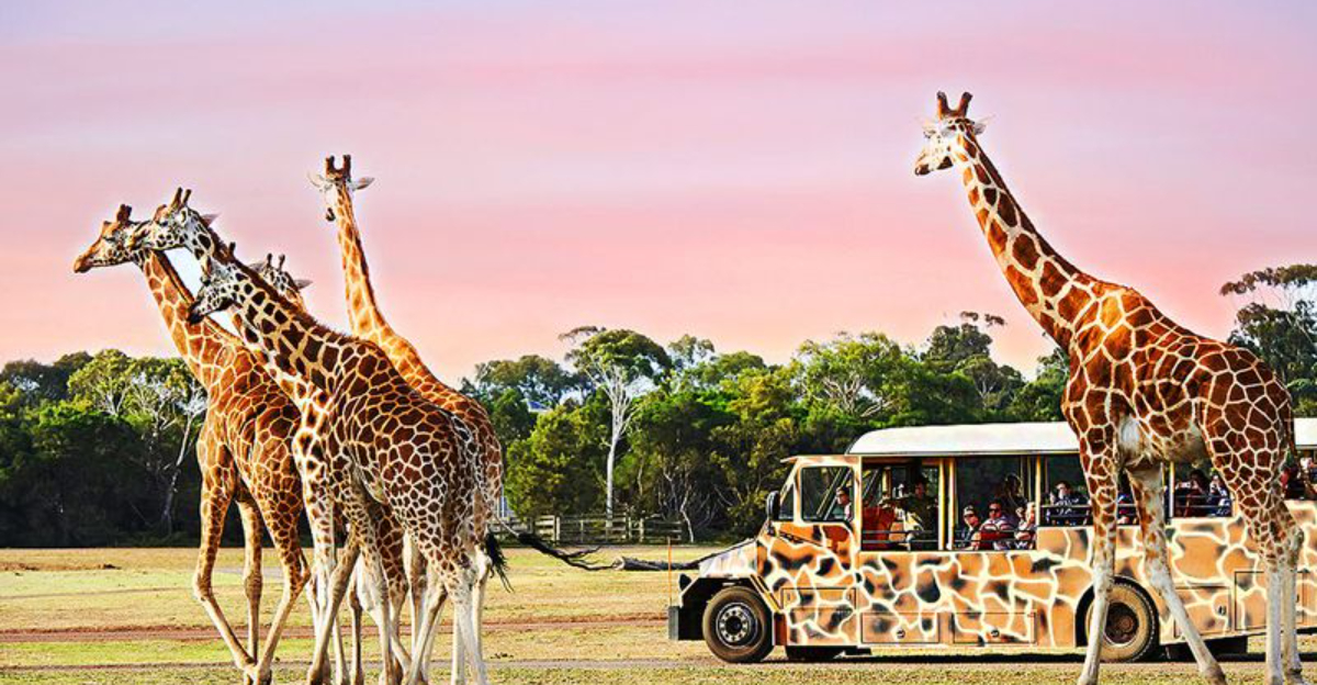 18 zoos that offer the most unique wildlife experiences on Earth