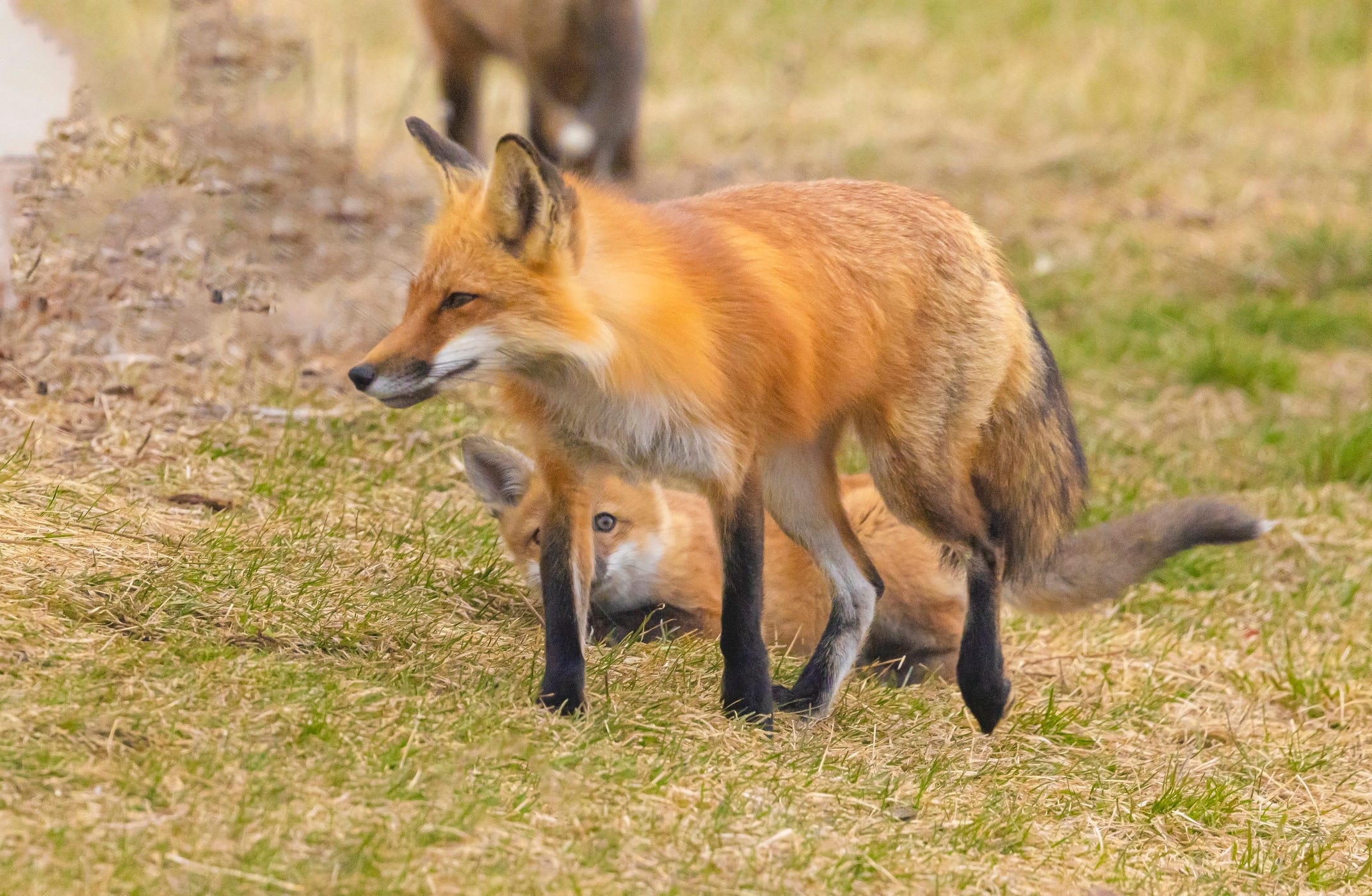 Is it legal to have a pet fox in Rhode Island?