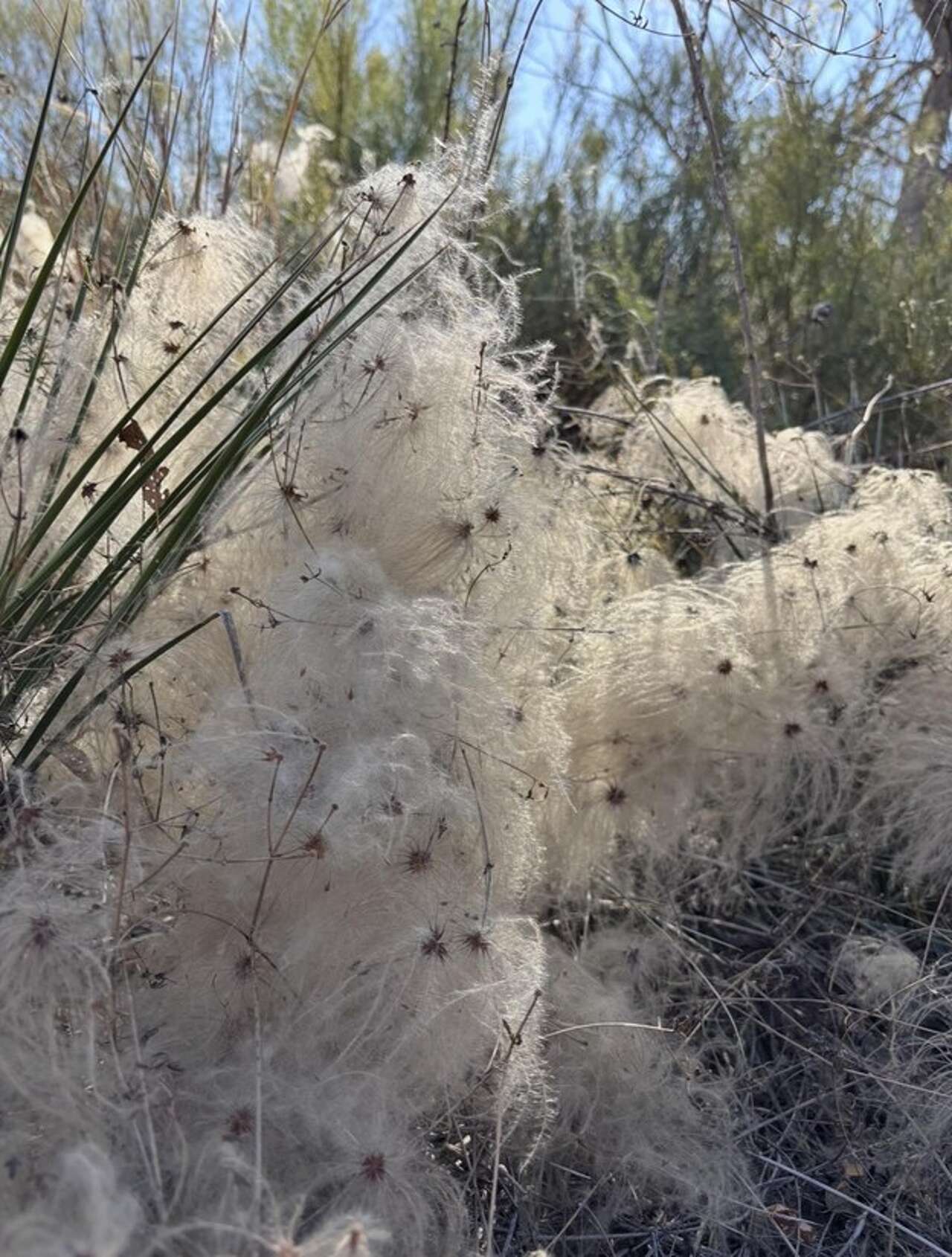 Plant these native vines to attract butterflies and moths in West Texas