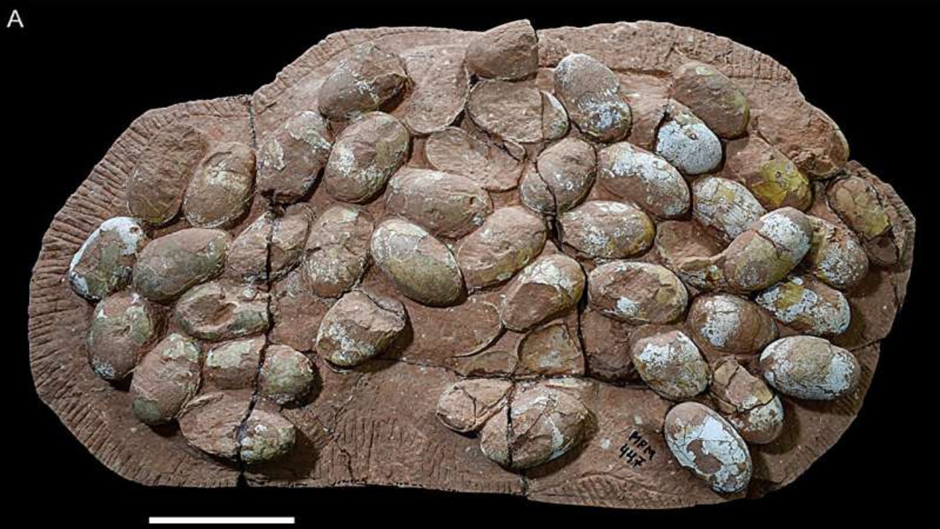 World's largest: Record-breaking clutch of 47 Mesozoic crocodile eggs ...