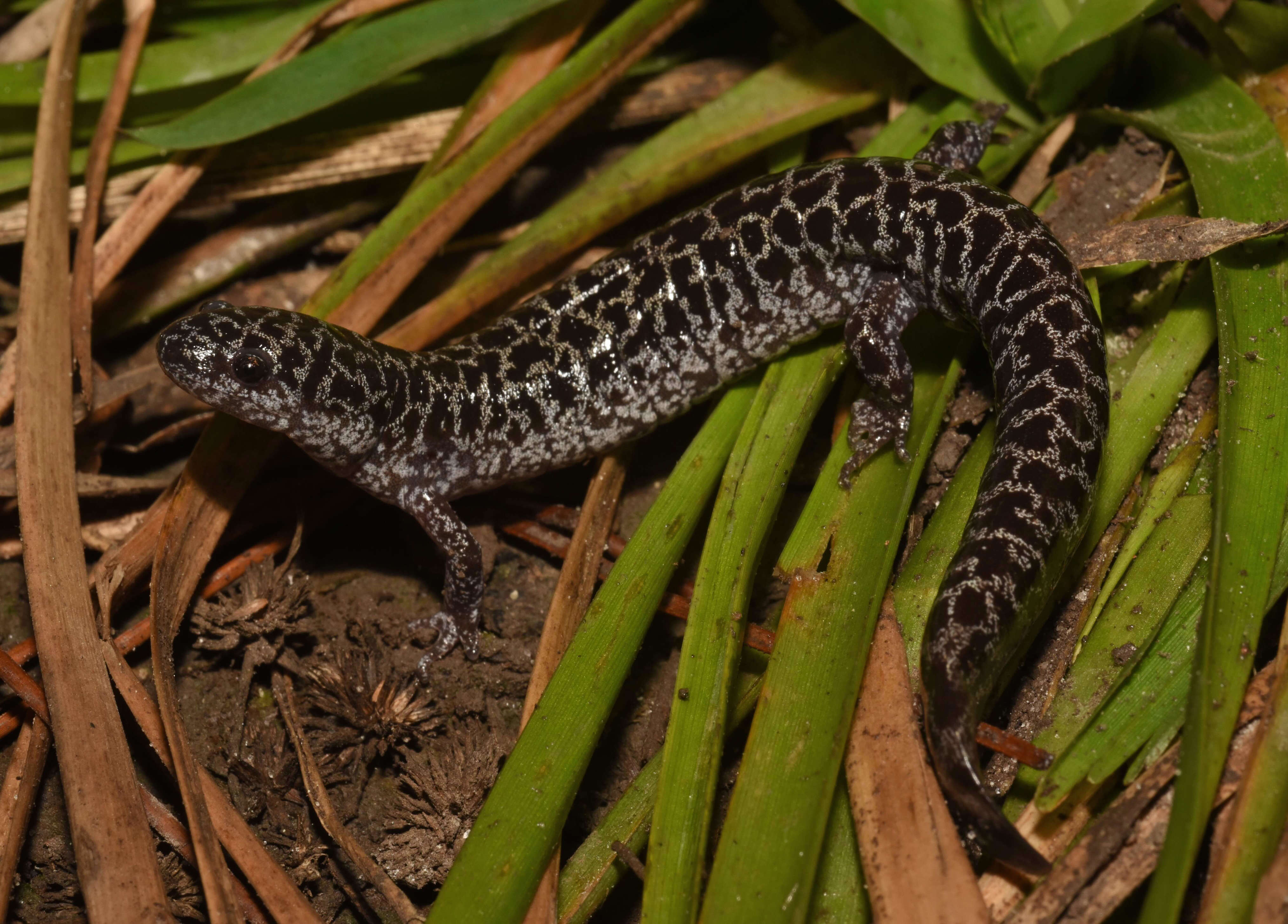 Discover salamanders, great blue herons at Summit Metro Parks this spring
