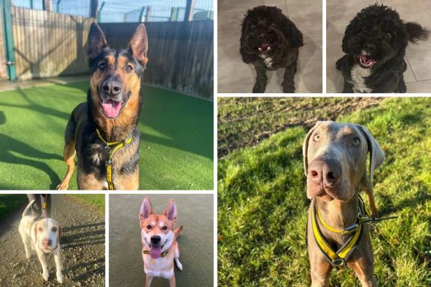 Meet the six lovable rescue pups at Dogs Trust Basildon looking for ...