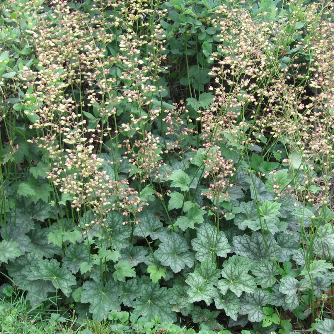 Grow American alumroot, a deer-resistant shade plant