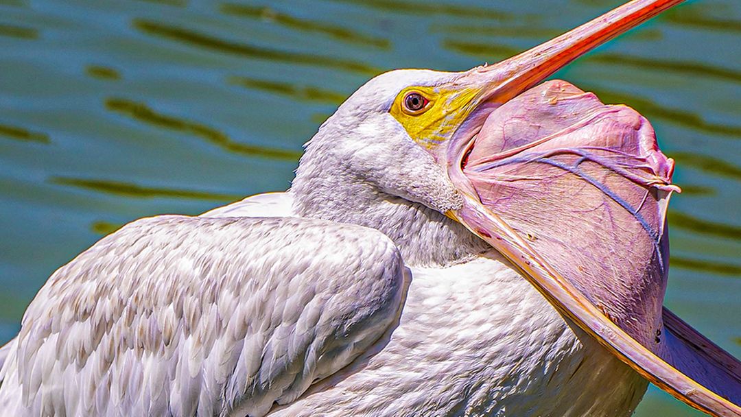 Top 5 weirdest and grossest creatures on Earth