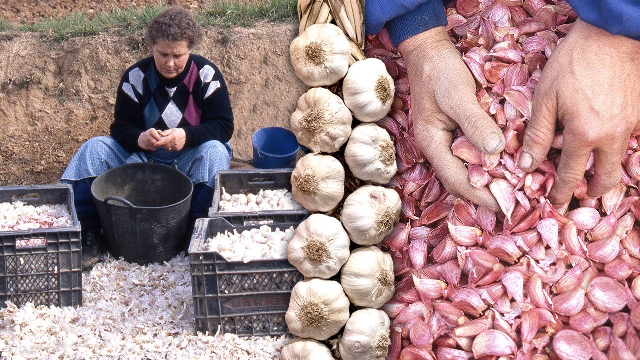 Cómo se produce el ajo paso a paso