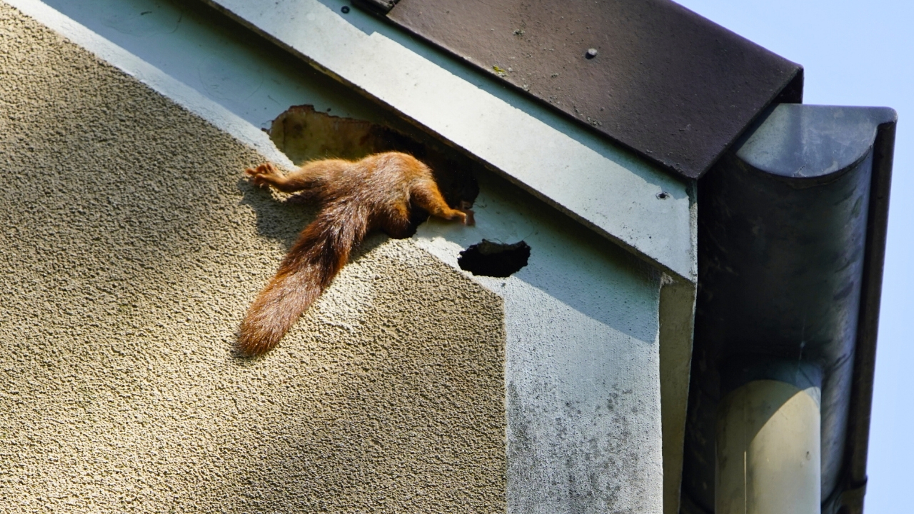 The wildlife that breaks into homes more than you’d expect