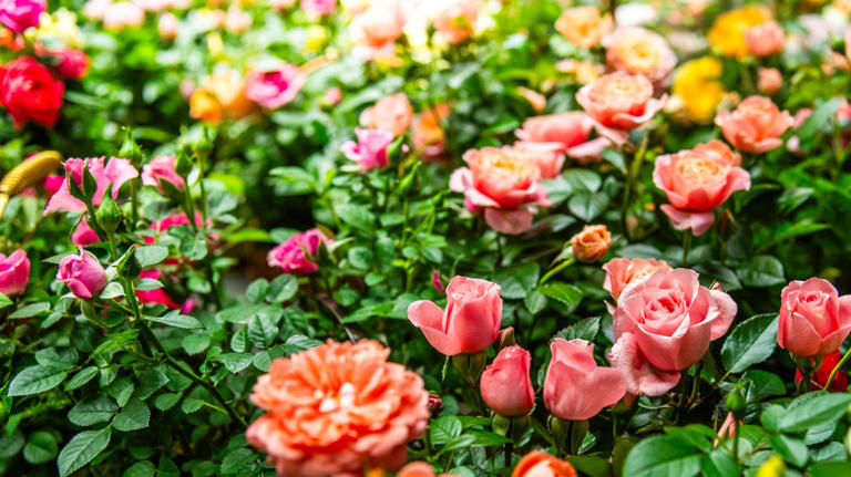 Gardener mystified by rare rose bloom: Never seen one like this