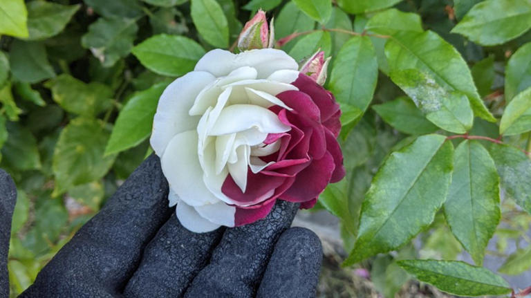 Gardener mystified by rare rose bloom: Never seen one like this