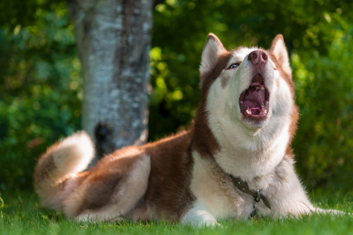 Husky 'sounds the alarm' when mom tries to sneak into the house