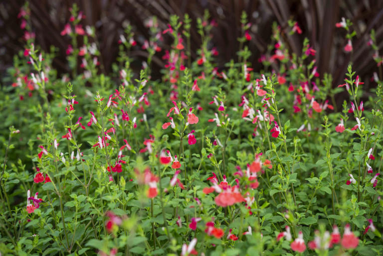 5 shrubs with long-blooming flowers for color that lasts all season