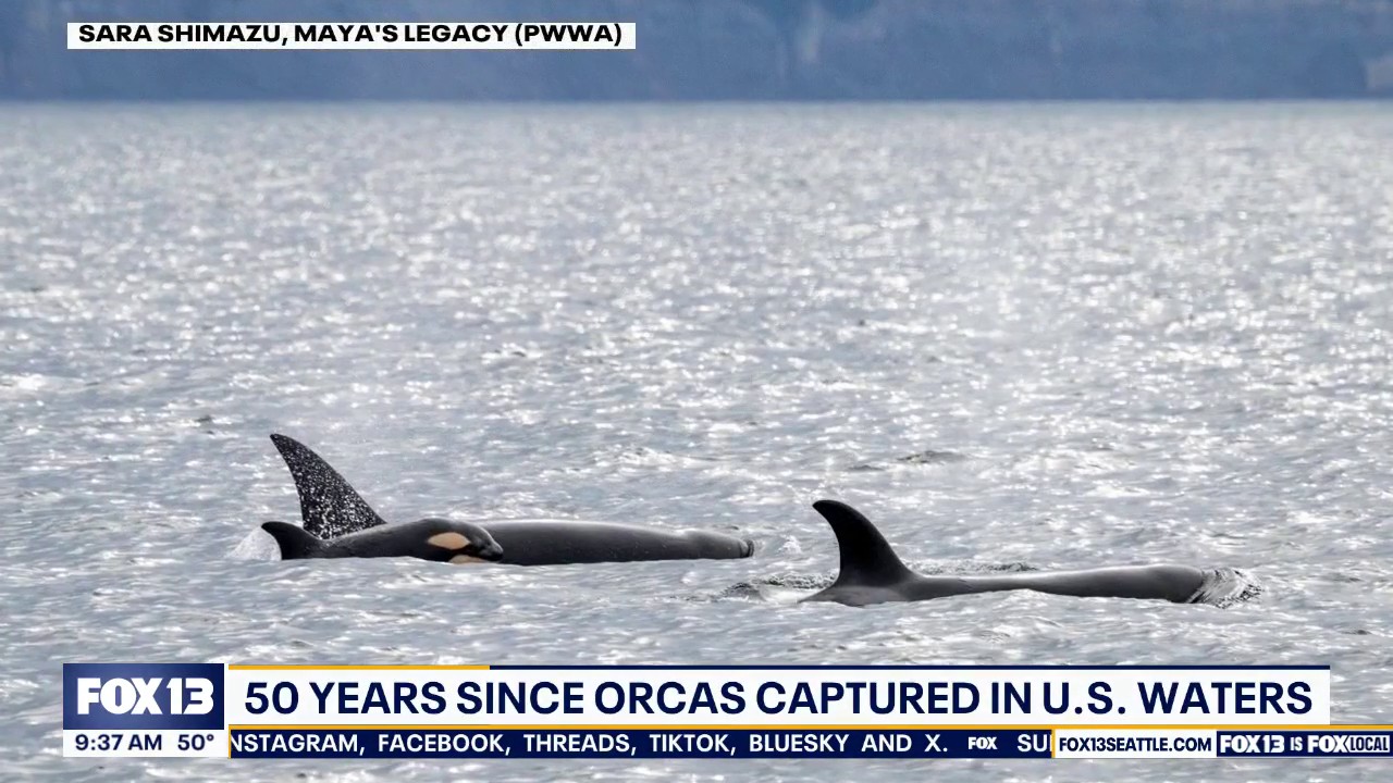 Washington marks 50 years since last orcas were captured in US waters