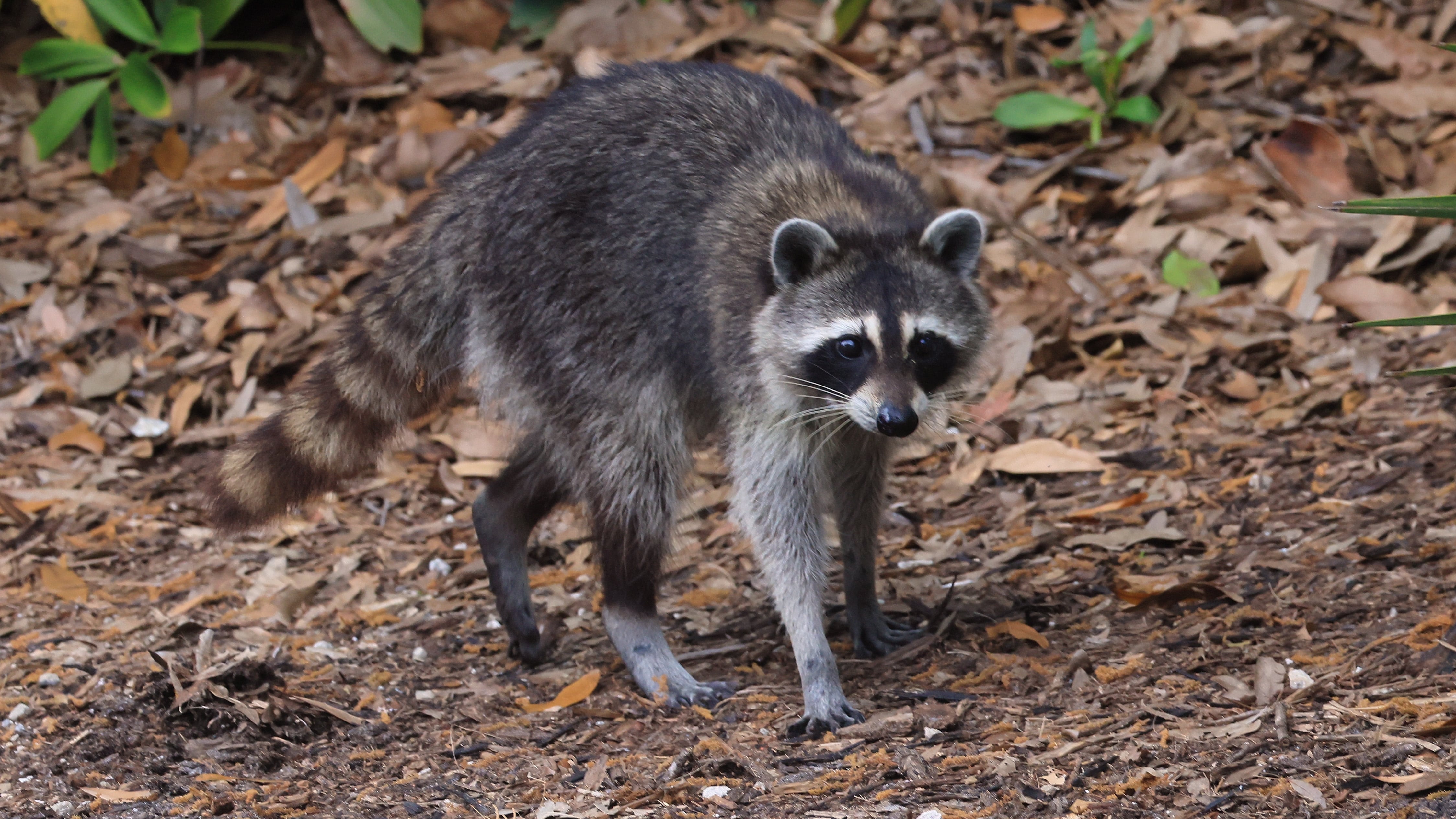 Police warn about distemper found in raccoons: What pet owners need to know