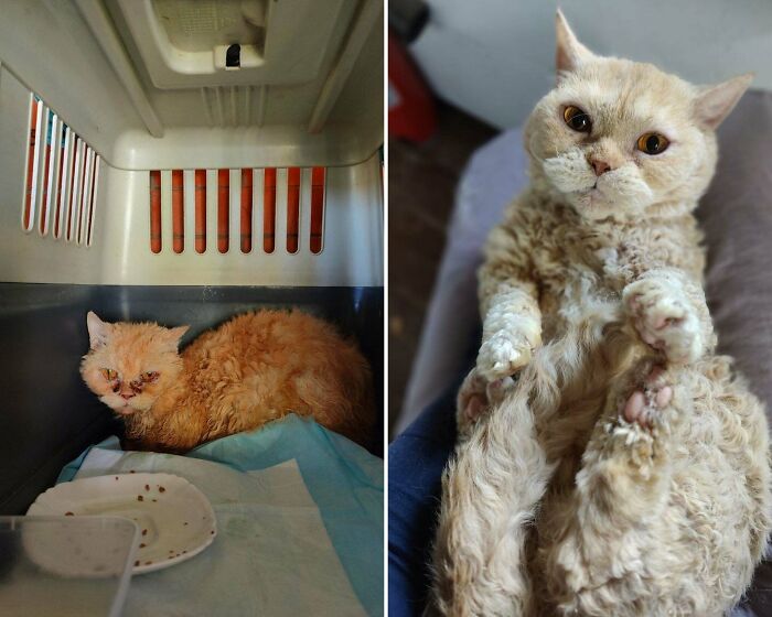 50 Before-And-After Photos Of Cats That Found Their Forever Homes