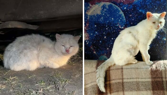 50 Before-And-After Photos Of Cats That Found Their Forever Homes