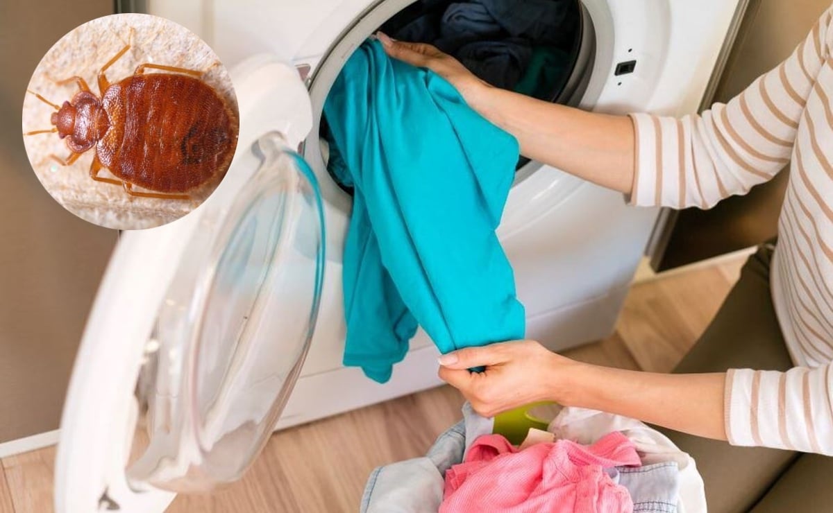 Descubre la forma efectiva de eliminar las chinches de tu ropa; evita ...