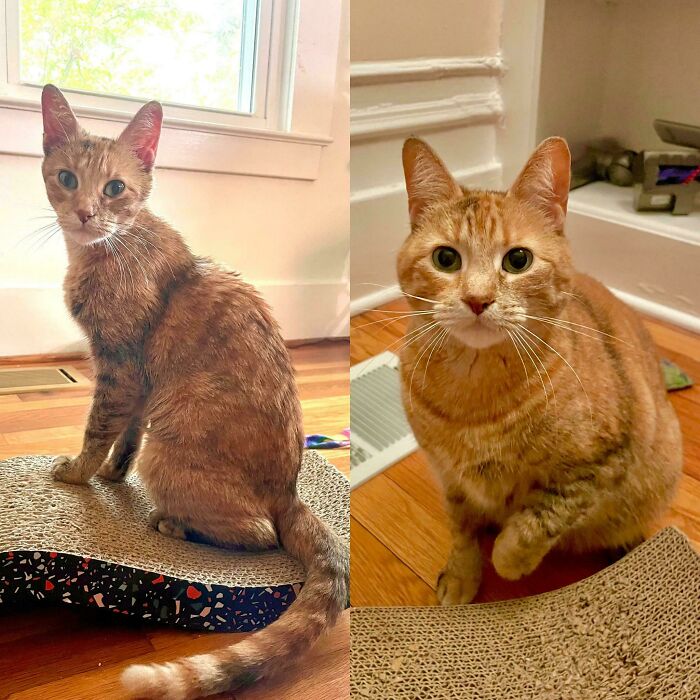 50 Before-And-After Photos Of Cats That Found Their Forever Homes