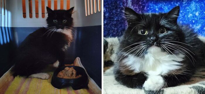 50 Before-And-After Photos Of Cats That Found Their Forever Homes