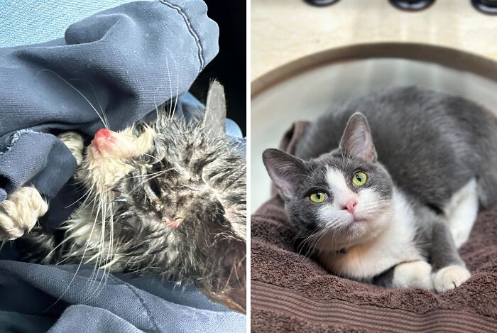 50 Before-And-After Photos Of Cats That Found Their Forever Homes