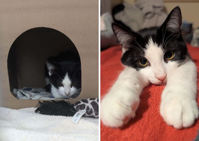 50 Before-And-After Photos Of Cats That Found Their Forever Homes