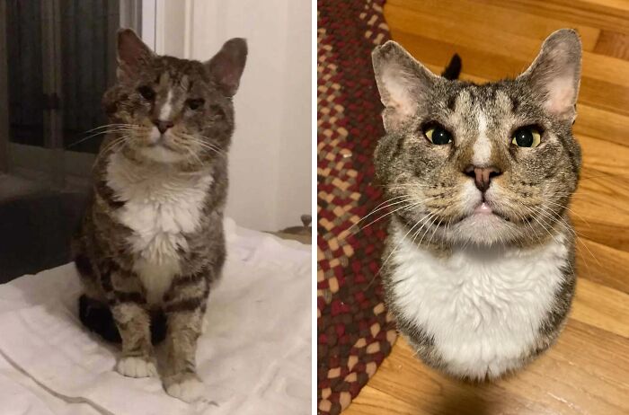 50 Before-And-After Photos Of Cats That Found Their Forever Homes