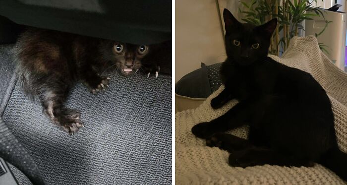 50 Before-And-After Photos Of Cats That Found Their Forever Homes