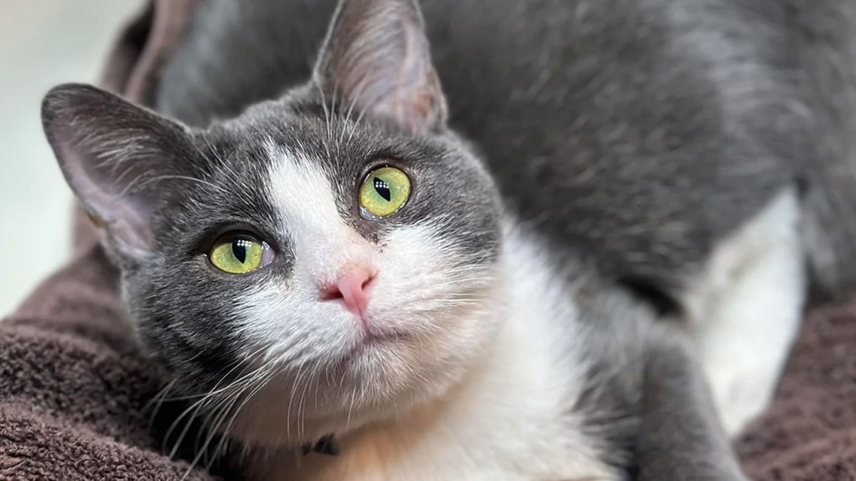 50 Before-And-After Photos Of Cats That Found Their Forever Homes