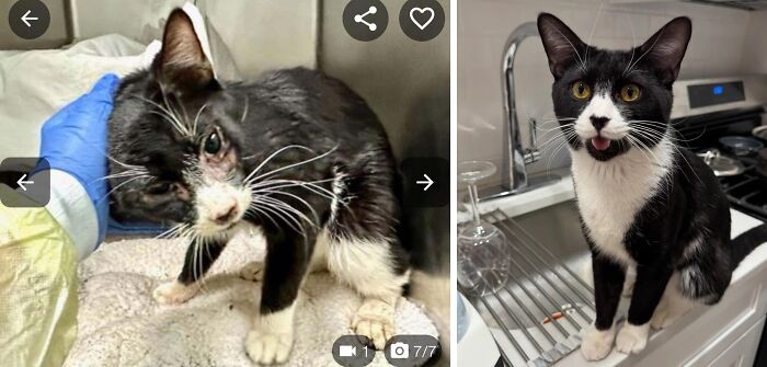 50 Before-And-After Photos Of Cats That Found Their Forever Homes