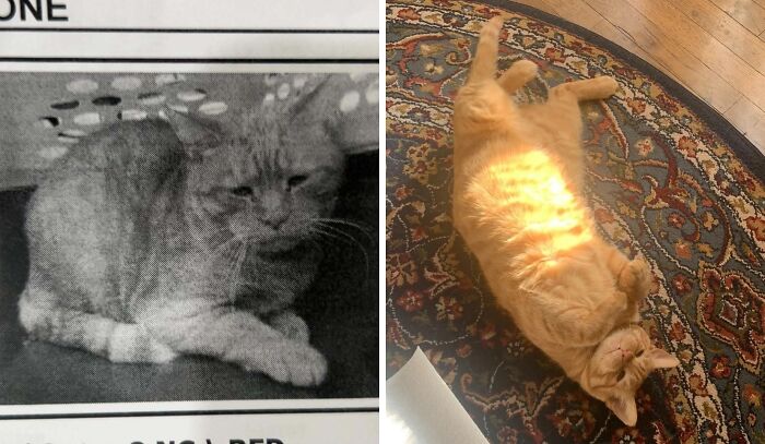 50 Before-And-After Photos Of Cats That Found Their Forever Homes
