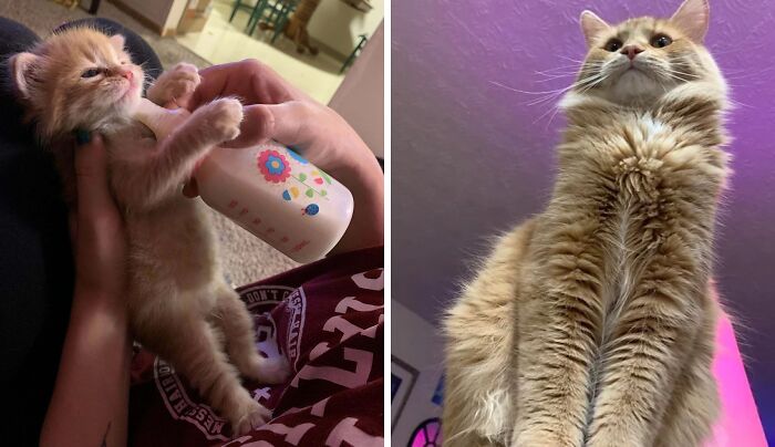 50 Before-And-After Photos Of Cats That Found Their Forever Homes
