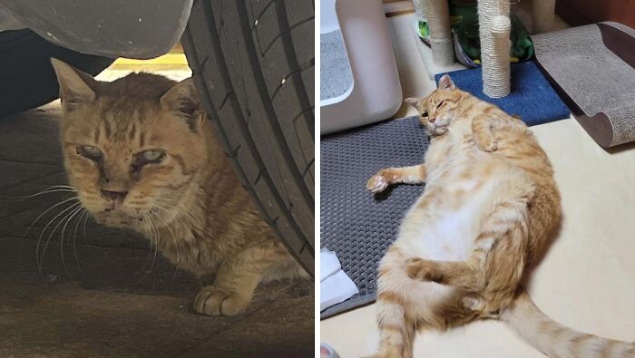 50 Before-And-After Photos Of Cats That Found Their Forever Homes