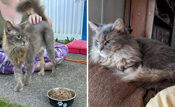 50 Before-And-After Photos Of Cats That Found Their Forever Homes