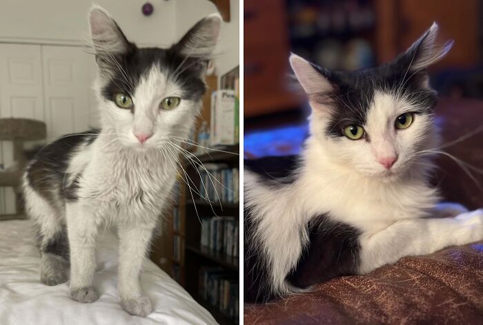 50 Before-And-After Photos Of Cats That Found Their Forever Homes