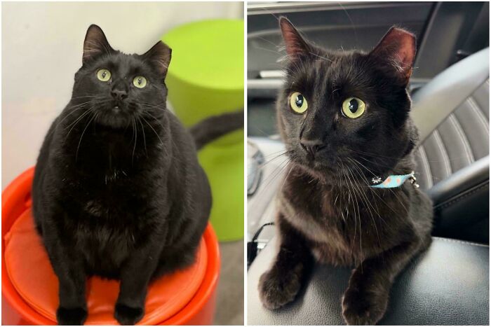 50 Before-And-After Photos Of Cats That Found Their Forever Homes