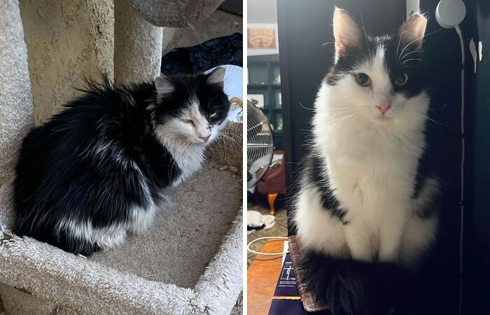 50 Before-And-After Photos Of Cats That Found Their Forever Homes