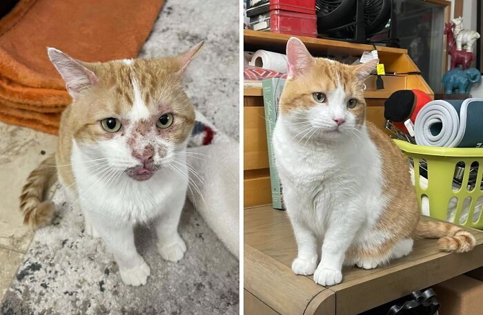 50 Before-And-After Photos Of Cats That Found Their Forever Homes