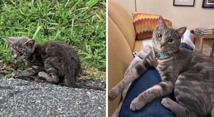 50 Before-And-After Photos Of Cats That Found Their Forever Homes
