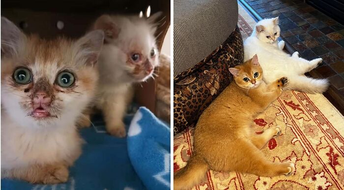 50 Before-And-After Photos Of Cats That Found Their Forever Homes