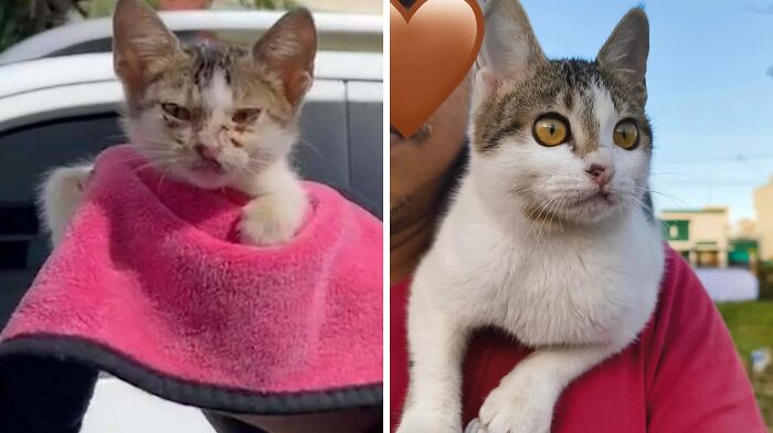 50 Before-And-After Photos Of Cats That Found Their Forever Homes