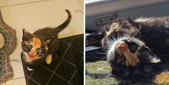 50 Before-And-After Photos Of Cats That Found Their Forever Homes