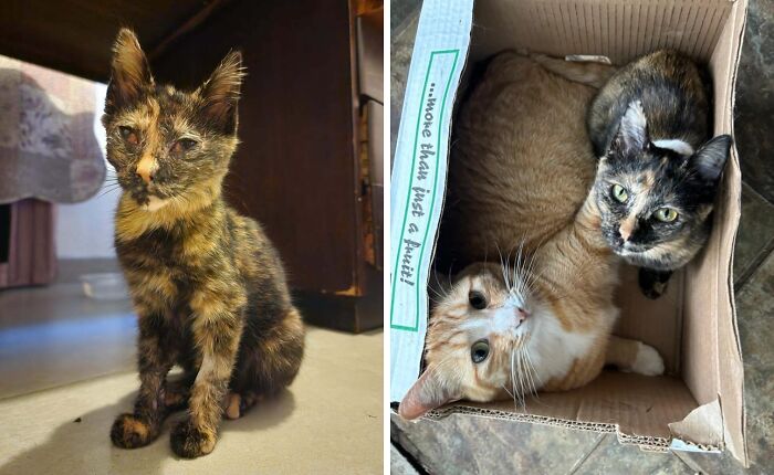 50 Before-And-After Photos Of Cats That Found Their Forever Homes