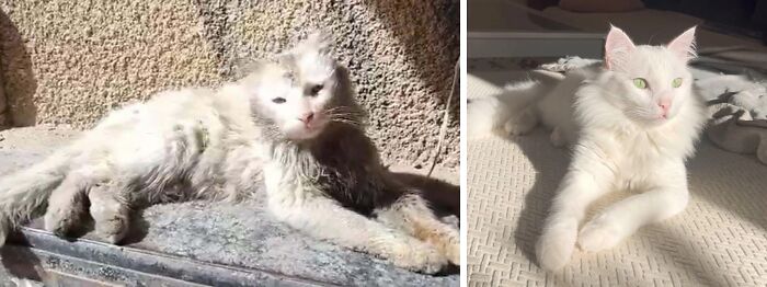 50 Before-And-After Photos Of Cats That Found Their Forever Homes